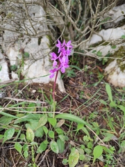 Orchis olbiensis