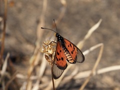Acraea neobule