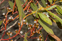 Eucalyptus calcareana