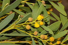 Acacia anceps