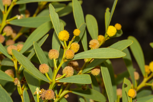 Acacia anceps, photograph 6