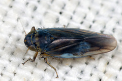 Macrosteles cyane