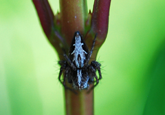 Oxyopes licenti