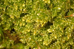 Plagiothecium curvifolium