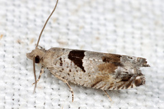 Epinotia ramella