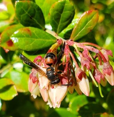 Euodynerus apopkensis