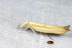 Ypsolopha blandella