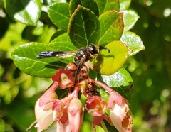 Euodynerus apopkensis