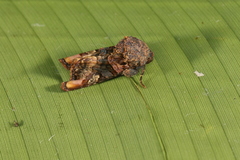 Euplexia triplaga
