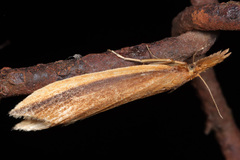 Donacaula mucronella