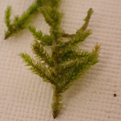 Plagiothecium curvifolium
