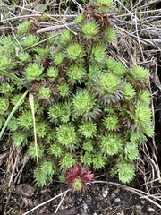 Saxifraga fragosoi