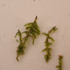 Plagiothecium curvifolium