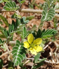 Tribulus eichlerianus