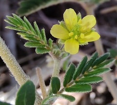 Tribulus eichlerianus