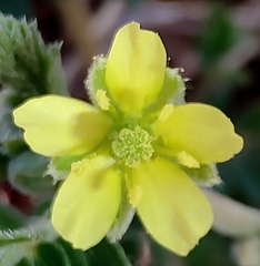 Tribulus eichlerianus