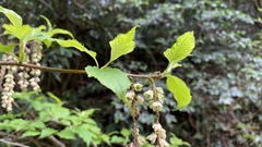 Stachyurus praecox