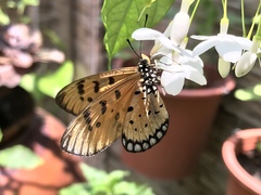 Acraea terpsicore