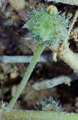 Tribulus eichlerianus