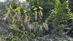 Stachyurus praecox
