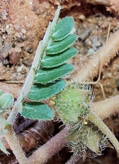 Tribulus eichlerianus
