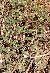 Tribulus eichlerianus