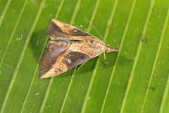 Hypena andraca