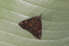 Hypena peruvialis