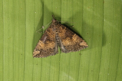 Hypena peruvialis