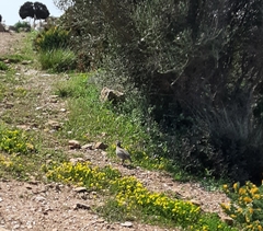 Alectoris