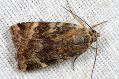 Cryptocala chardinyi