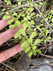 Bacopa monnieri image