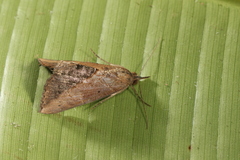 Hypena porrectalis