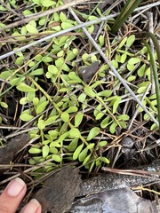 Bacopa monnieri image