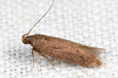 Monochroa lutulentella