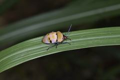 Poecilocoris rufigenis