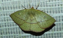 Anthela virescens