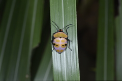 Poecilocoris rufigenis