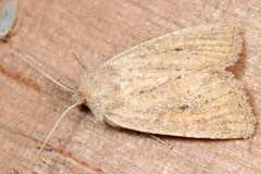 Photedes fluxa