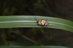 Poecilocoris rufigenis