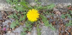 Taraxacum officinale