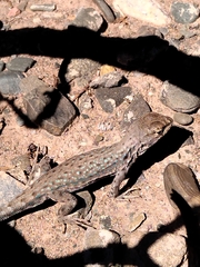 Liolaemus uspallatensis