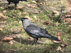 Corvus monedula
