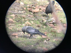 Corvus monedula