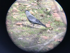 Corvus monedula