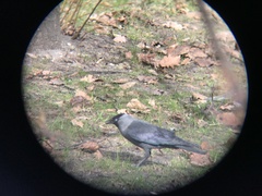 Corvus monedula