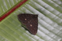 Ostha stellata