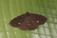 Ostha stellata
