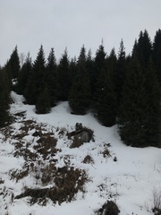 Picea schrenkiana