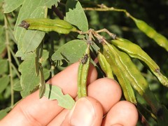 Eudiagogus episcopalis